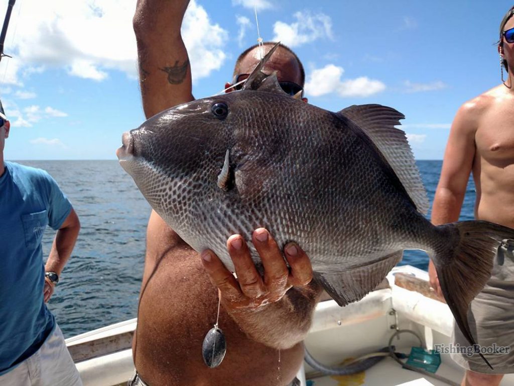, Triggerfish Fishing in Florida – Complete Guide for 2019, Anglers Hookup