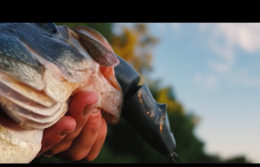 G-ratt Baits
