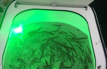 X-Treme Bait Tanks