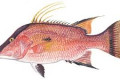 Popular Sport Fish List in the Florida Keys